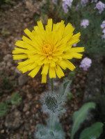 /album/fotogalerie-nabidka/hieracium-villosum1-jpg/